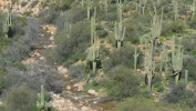 PICTURES/Ballantine Trail/t_Cactus & Stream3.JPG